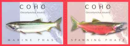 Coho - Marine and Spawning Phases