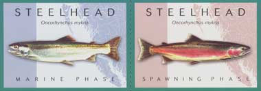 Steelhead - Marine and Spawning Phases